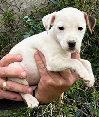 Les chiots de Parson Russell Terrier