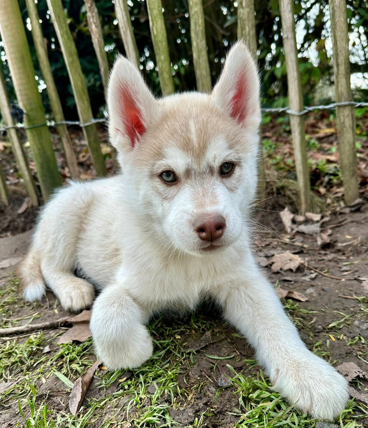 Siberian Husky - du Domaine de la Plissonnière