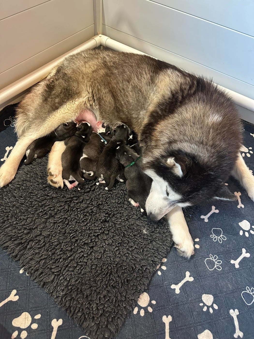 Siberian Husky - du Domaine de la Plissonnière