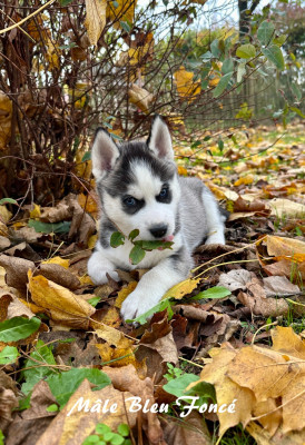 Les chiots de Siberian Husky
