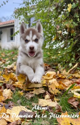 Les chiots de Siberian Husky