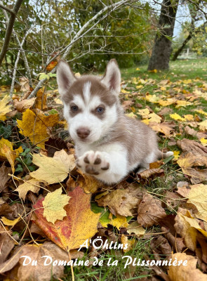 Les chiots de Siberian Husky