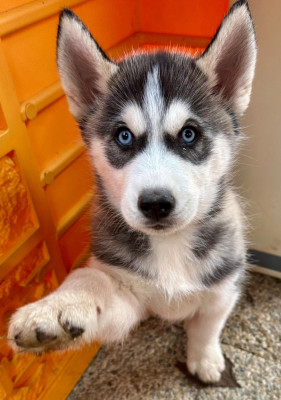 Les chiots de Siberian Husky