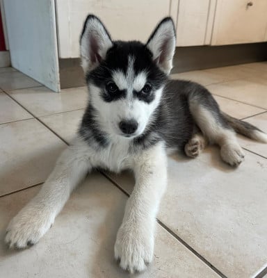 Les chiots de Siberian Husky