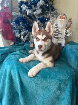 Siberian Husky