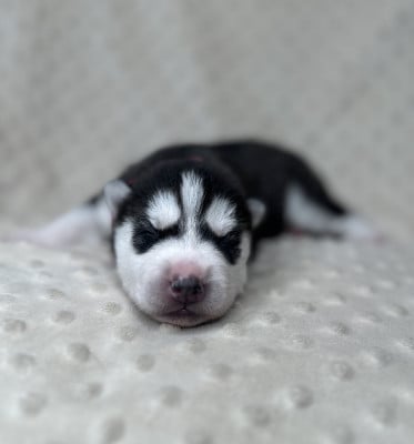 Les chiots de Siberian Husky