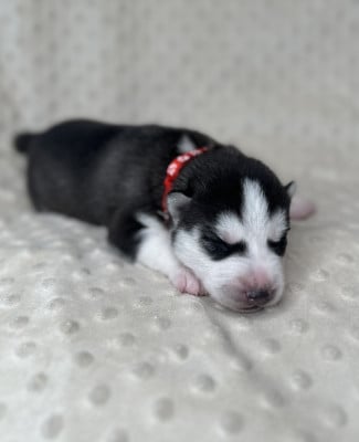 Les chiots de Siberian Husky