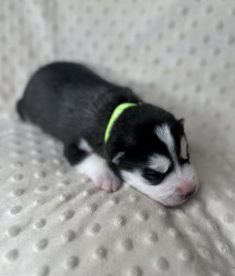 Les chiots de Siberian Husky