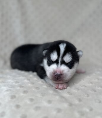 Les chiots de Siberian Husky