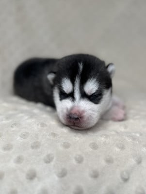 Les chiots de Siberian Husky