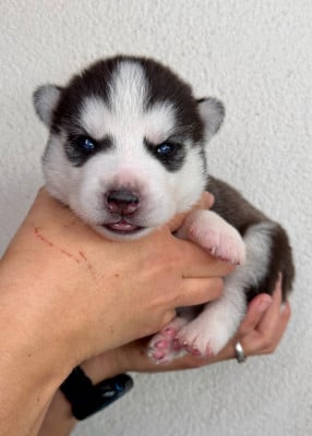 Les chiots de Siberian Husky