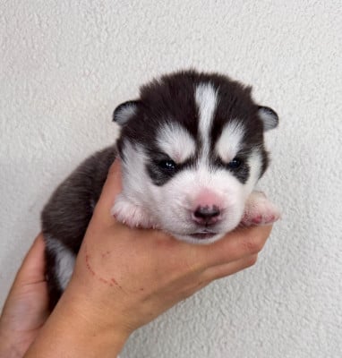 Les chiots de Siberian Husky