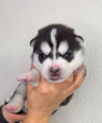 Les chiots de Siberian Husky