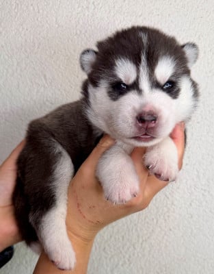 Les chiots de Siberian Husky