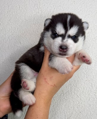 Les chiots de Siberian Husky