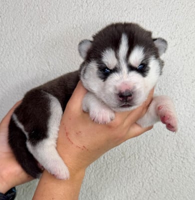 Les chiots de Siberian Husky