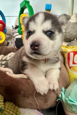 Les chiots de Siberian Husky