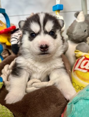 Les chiots de Siberian Husky