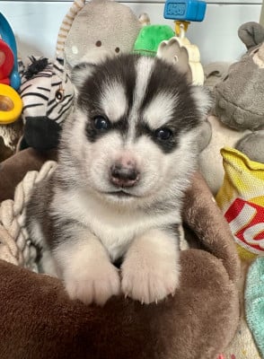 Les chiots de Siberian Husky