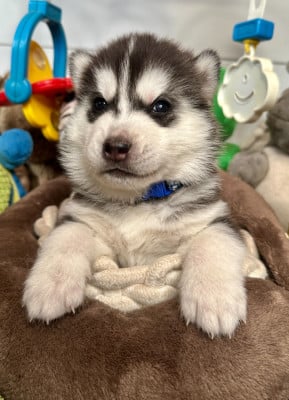Les chiots de Siberian Husky