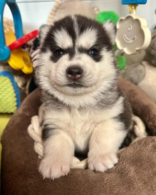 Les chiots de Siberian Husky