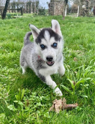 Les chiots de Siberian Husky