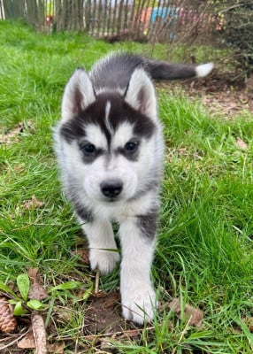 Les chiots de Siberian Husky