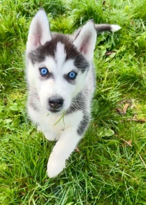 Les chiots de Siberian Husky