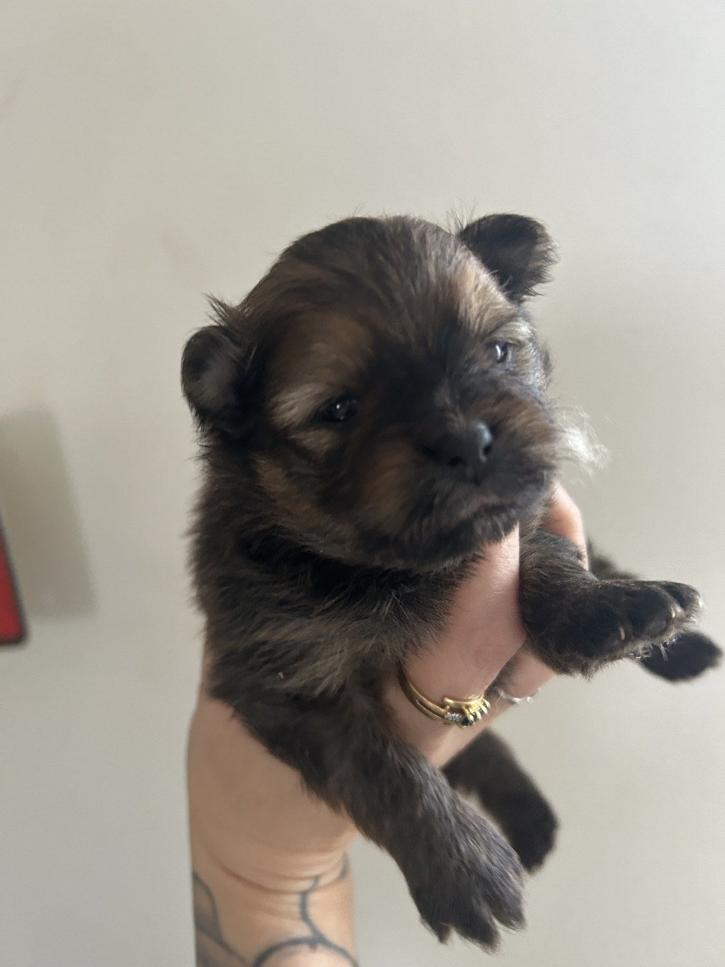 Bouba - Spitz allemand