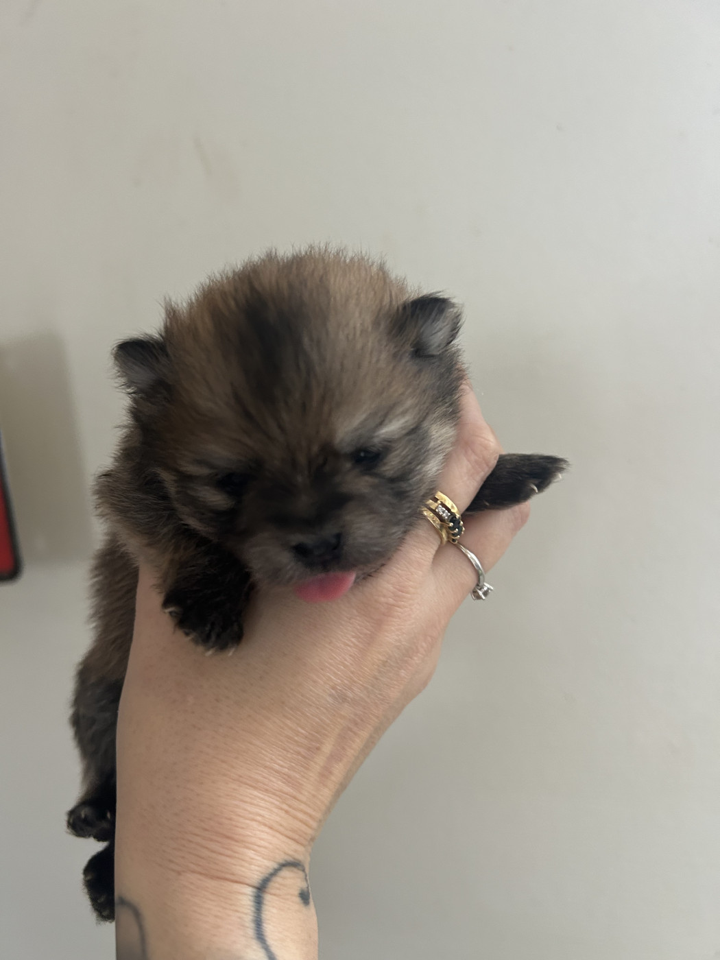 Breitling - Spitz allemand