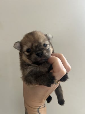 Les chiots de Spitz allemand