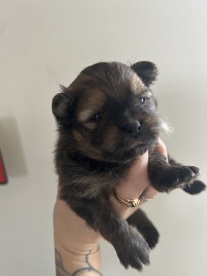 Les chiots de Spitz allemand