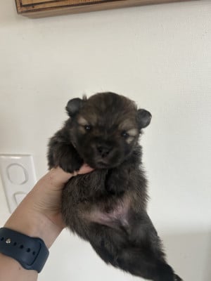 Les chiots de Spitz allemand