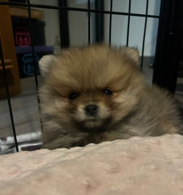 Les chiots de Spitz allemand