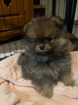 Les chiots de Spitz allemand