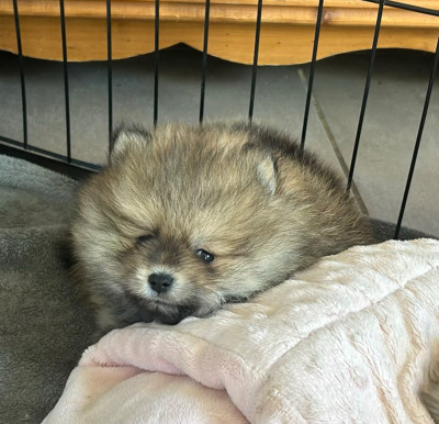 Les chiots de Spitz allemand