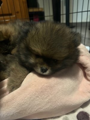 Les chiots de Spitz allemand