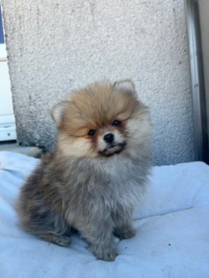 Les chiots de Spitz allemand