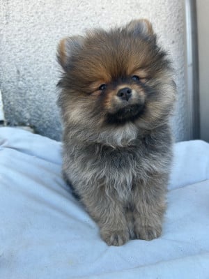 Les chiots de Spitz allemand