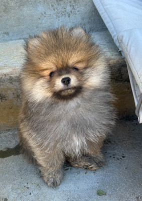 Les chiots de Spitz allemand