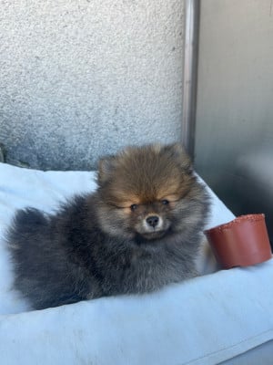 Les chiots de Spitz allemand