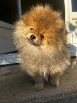 Les chiots de Spitz allemand