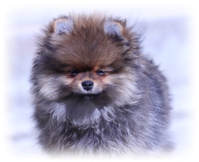 Les chiots de Spitz allemand