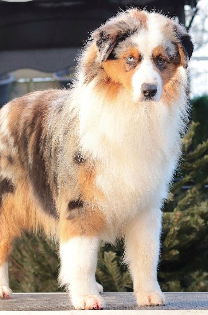 Valse hésitation nova Du Désir Austral