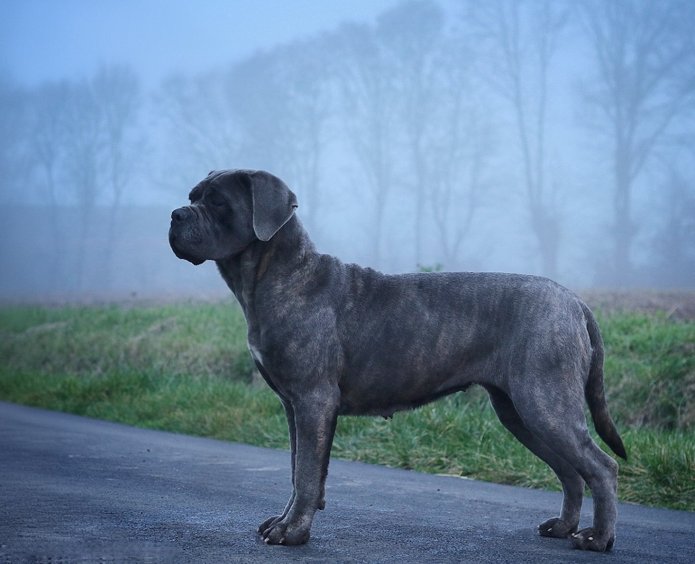 Publication : Du Désir Austral