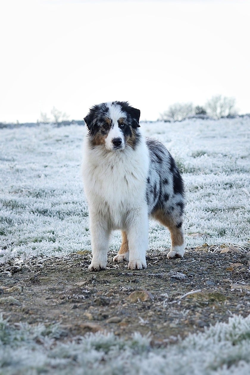 Azteca chantico of go Fast Storm