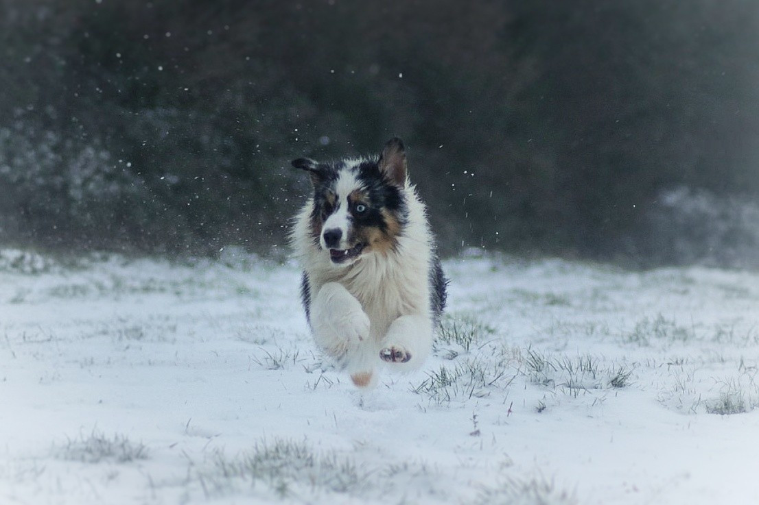 Azteca chantico of go Fast Storm