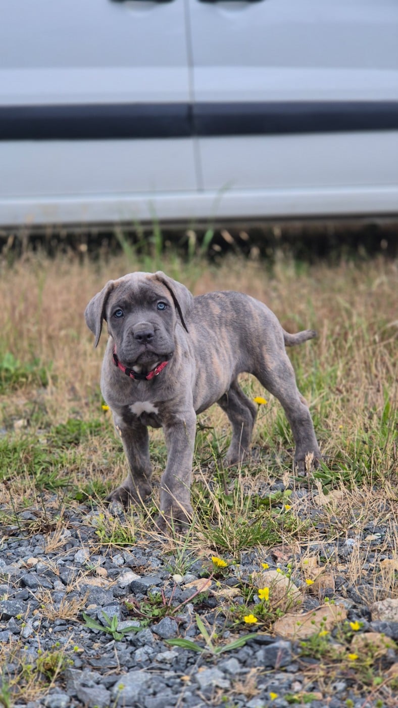 Bello Imperatore "BALTO"