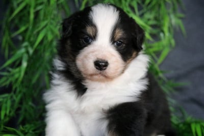 Les chiots de Berger Australien