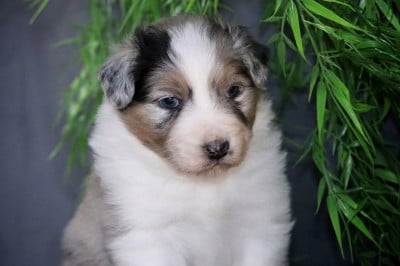 Les chiots de Berger Australien